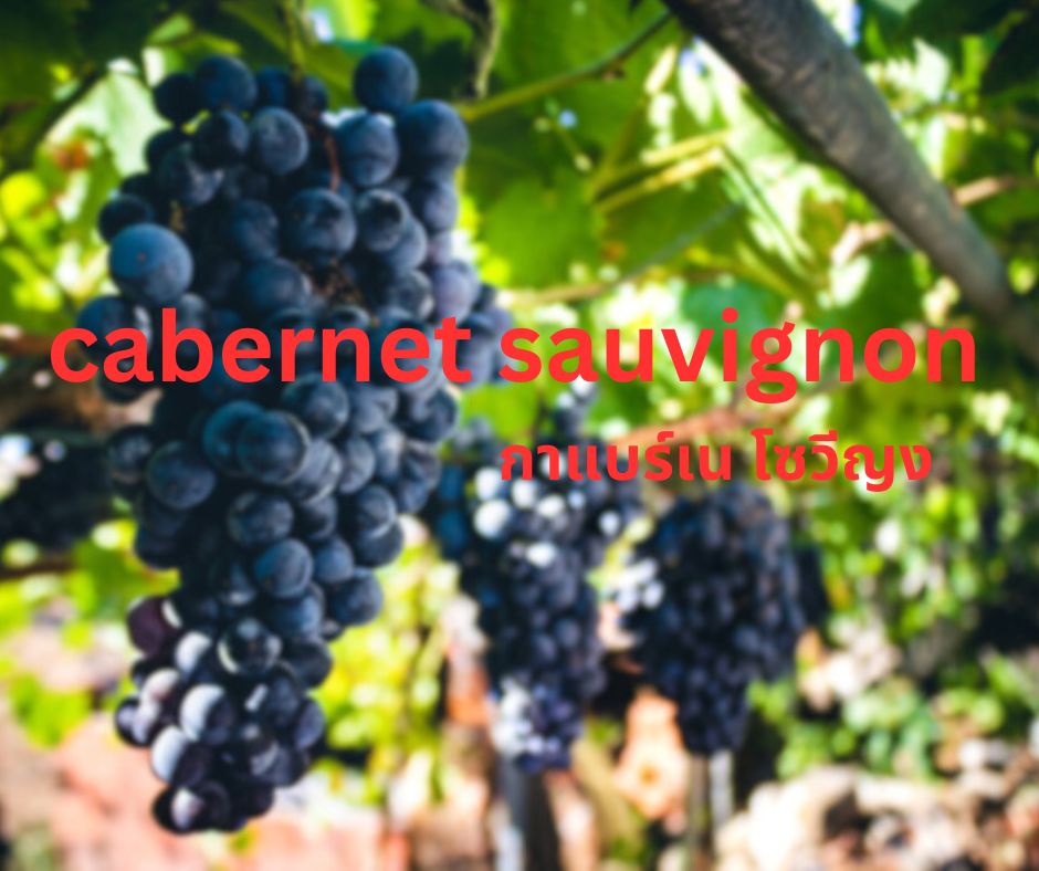 cabernet sauvignon