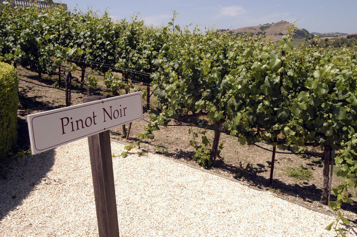 Pinot Noir