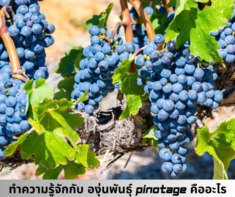 ทำความรู้จักกับ องุ่นพันธุ์ Pinotage คืออะไร