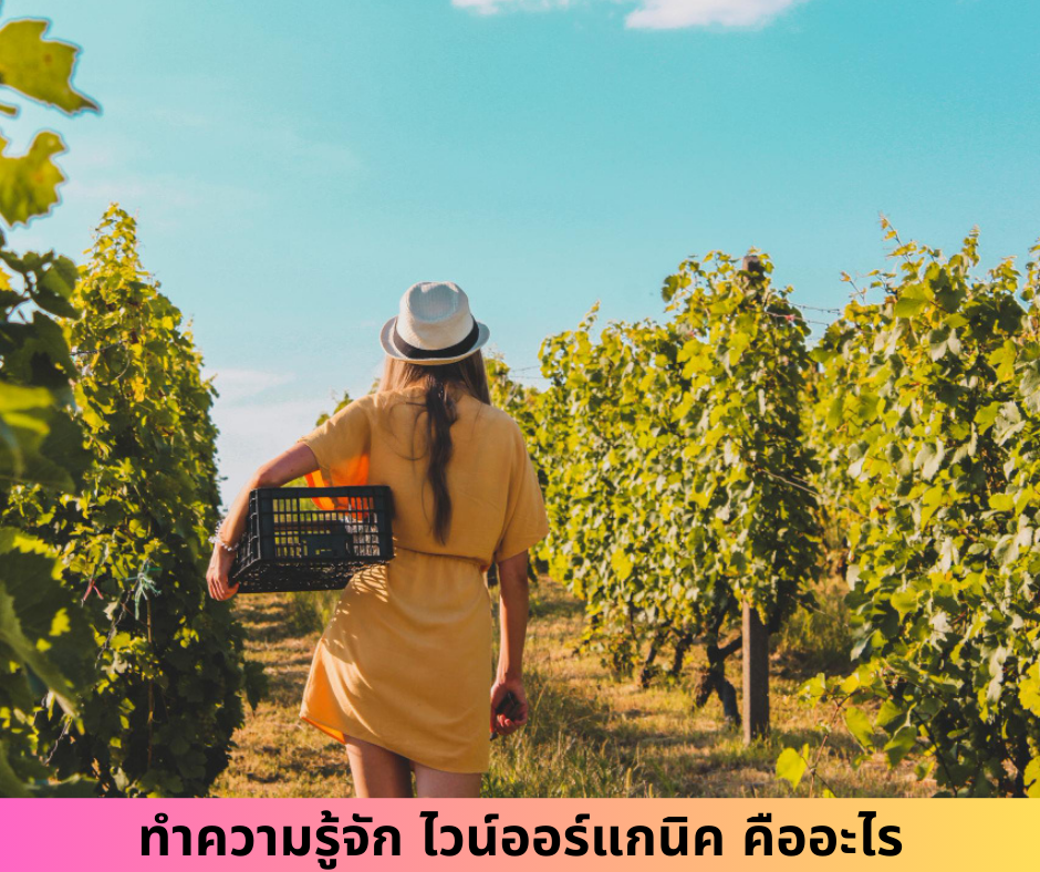 ทำความรู้จักกับ ไวน์ออร์แกนิค คืออะไร
